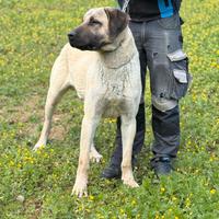 Kangal