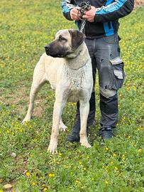 Kangal