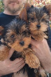 Cuccioli yorkshire terrier