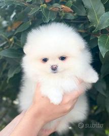 Cuccioli di spitz pomerania femmine
