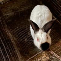 Conigli Californiani e Nuova Zelanda