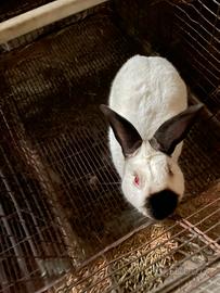 Conigli Californiani e Nuova Zelanda