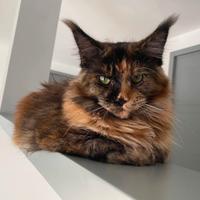 Maine coon femmina