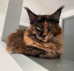 Maine coon femmina