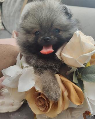 Spitz nano di pomerania