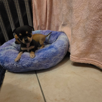 Chihuahua mini toy