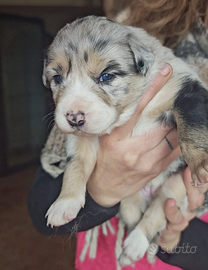 Cuccioli di border collie