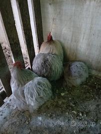 Gallina cocincina nana