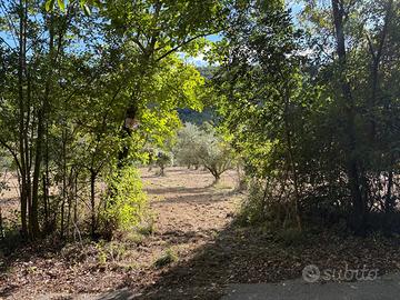 Vendita Terreno Agricolo con Oliveto