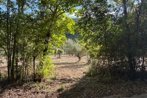 Vendita Terreno Agricolo con Oliveto