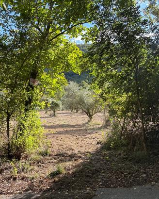 Vendita Terreno Agricolo con Oliveto