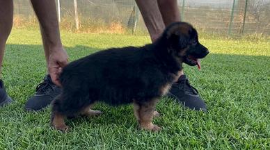 Cucciolo di cane