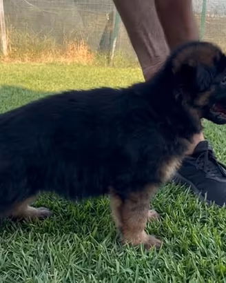 Cucciolo di cane