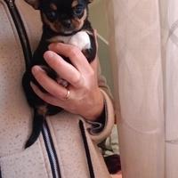 Chihuahua femmina