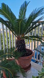 Cycas 34 anni alto 1,15 m