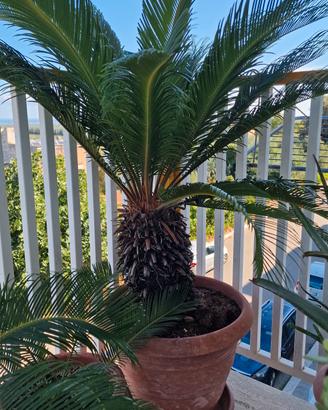 Cycas 34 anni alto 1,15 m