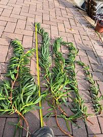 Carpobrotus quadrifidus pianta grassa tappezzante