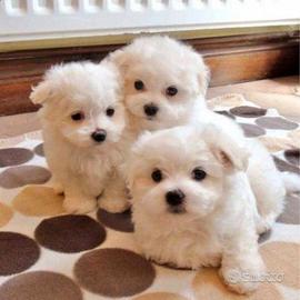 cuccioli di maltese Toy 