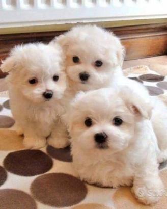 cuccioli di maltese Toy 