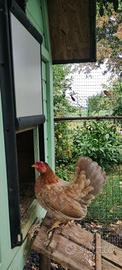 Galline Serama europee