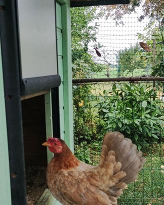Galline Serama europee