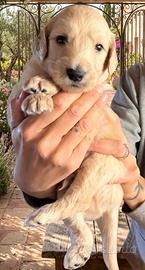 Goldendoodle f1