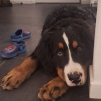 Bovaro del bernese con pedigree