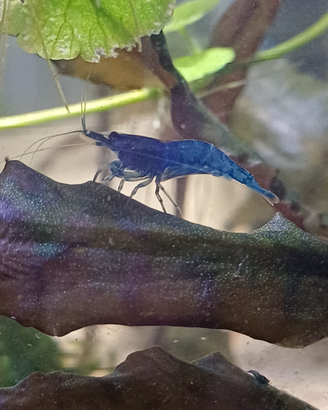 Caridine blu dream
