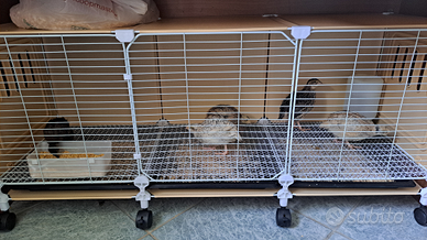 Quaglie adulte e pulcini jumbo