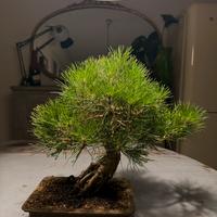 Bonsai Pino Nero Thumbergii Corticosa