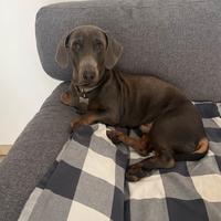 Bassotto manto blu di anni 2 per accoppiamento