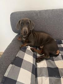 Bassotto manto blu di anni 2 per accoppiamento