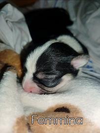Cuccioli di chihuahua piccolissimi