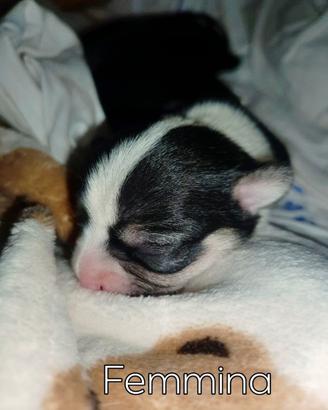 Cuccioli di chihuahua piccolissimi