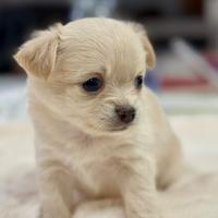 Chihuahua pelo lungo