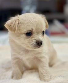 Chihuahua pelo lungo