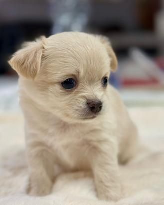 Chihuahua pelo lungo