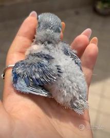Disponibile Inseparabile allevato a mano