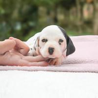 Cucciolina femmina di Dalmata con macchie nere