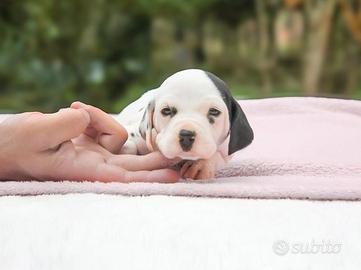 Cucciolina femmina di Dalmata con macchie nere