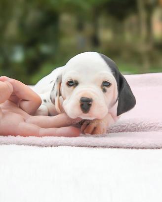 Cucciolina femmina di Dalmata con macchie nere