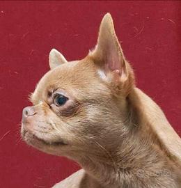 Chihuahua