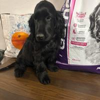 Cocker spaniel nero maschio