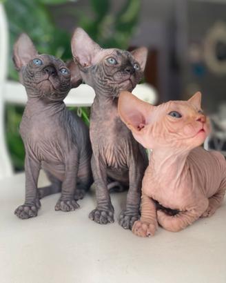 Cuccioli Sphynks