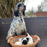 Cuccioli Setter Inglese genealogia da beccaccini