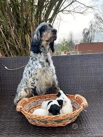 Cuccioli Setter Inglese genealogia da beccaccini