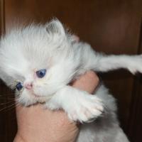 Gatto persiano