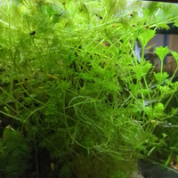 Piante acquario acquatiche