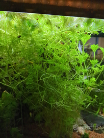 Piante acquario acquatiche