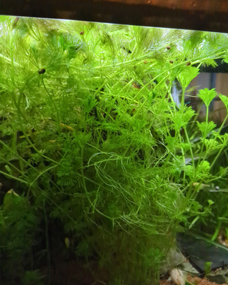 Piante acquario acquatiche